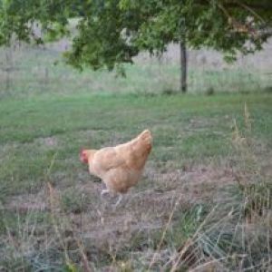 One of our "yellow chickens" my 3 year olds favorites.  Thank goodness we have 3 of them.