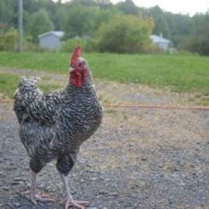 Brewster the Rooster!