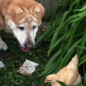 My sharp pei mix loved to play with the chickens.