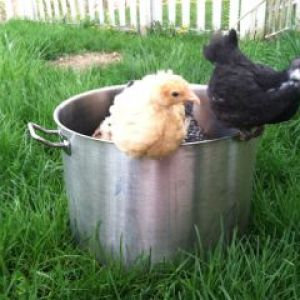 Roosting on the stock pot