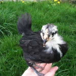 Australorp roosting on my hand :o)
