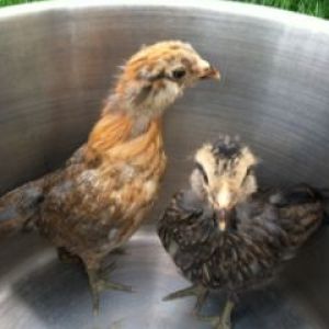The easter egger chicks!