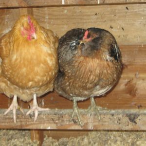 My two girls - Sunny (Buff Orpington) on the left and Vanilla (Easter Egg-er) on right.