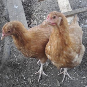 Two buff hens