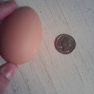 A large egg