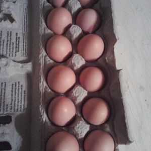 A carton full of eggs