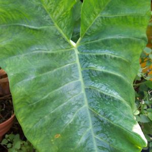Malanga leaf