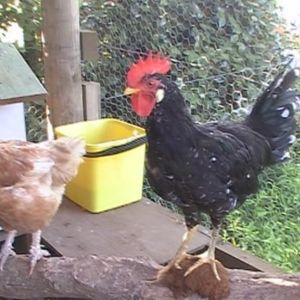 Little Fella (ancona rooster)