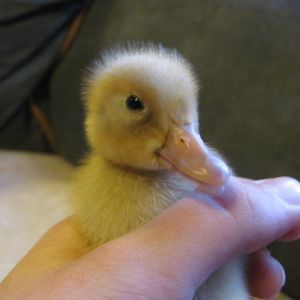 Buff Orpington duckling at three days old. 2/13/2013