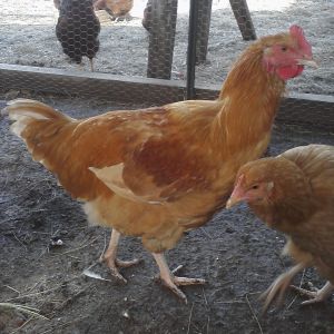 This is the rooster that we rescued from his previous home where he got most of his feathers plucked out. His coat has grown back nicely and he has grown well. For sale. banjo316@yahoo.com