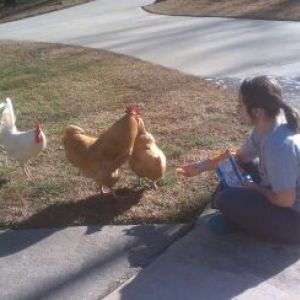Me feeding my friend's chickens.