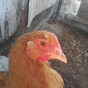 One of my buff hens.