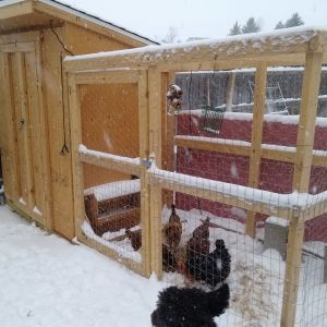 My coop that hubby made me.