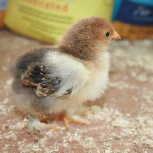 Tenny tiny little Frizzle chick, one week