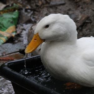 Puddles, the silliest, happiest Pekin duck I ever knew! RIP Puddles!
