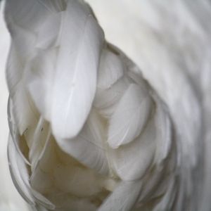 Tail feathers of a White Leghorn.