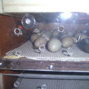 two drawer hatcher with chick
