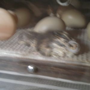 newborn ringneck pheasant