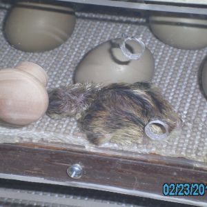 newborn ringneck pheasant