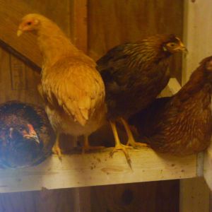 These girls do NOT like the cold AT ALL! They are always here! A leghorn a EE a Welsummer and the Chantecler.