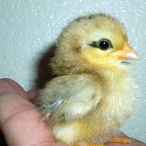 A 2013 chick...Sired by Micro Rooster