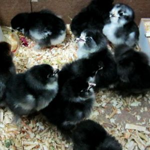 marand 
chicks