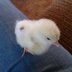 Baby Austra White.  Lays white eggs.