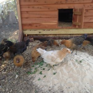 Clover and new sand to kick around. Pullet heaven.

gardenandcoop.tumblr.com