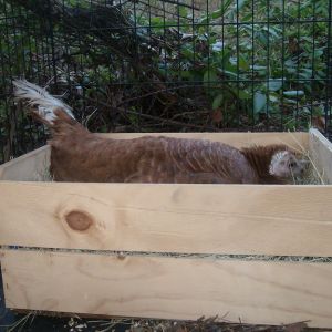 Johnnie didnt mind that I moved her eggs from the thicket clump to an onion crate ticked out with hay and paper shreds.