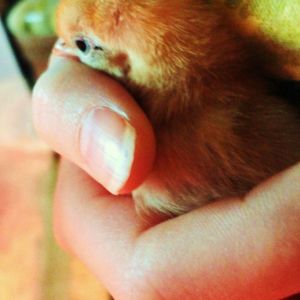 This is Truffles, one of our chocolate Old English Game bantams at 3 days old!