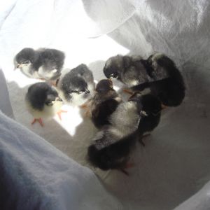 3 barred rocks
3 black austrolorps
1 gold laced wy
1 silver laced wy
5 days old