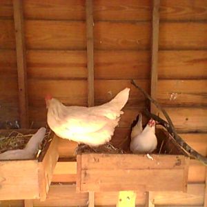 This is inside the coop the hens are doing the nesting box dance, waiting for one to leave the favorite nesting box.
