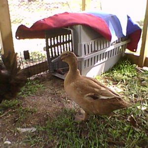Pablo and the old black hen checking out the new chicken tractor summer 2012