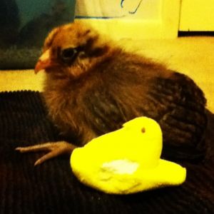 Glitzy chillin' with her peep