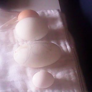 two chicken eggs, 1 normal goose egg with double yolk egg to show size differance