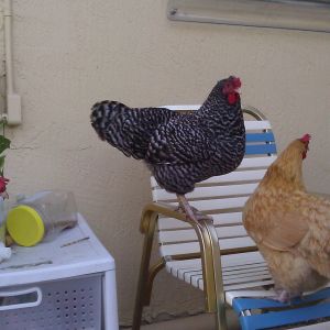 The ladies relaxing on the back patio while we busily work on finishing the coop expansion.