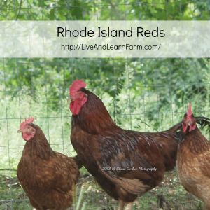 Rhode Island Reds.  Rocky the rooster, Cluckers on the left of Rocky and Cutie is staring straight at the camera :-)