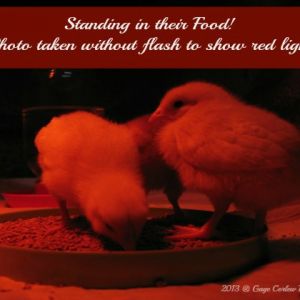 Surprise chicks in the brooder with the red light.  

Our eleven year old son is blogging about his new chicken business, Deluxe Clucks.  You can follow his ventures at http://LiveAndLearnFarm.com/