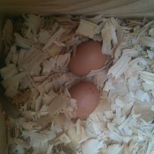 First eggs