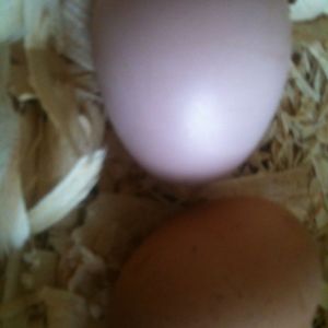 my first eggs
