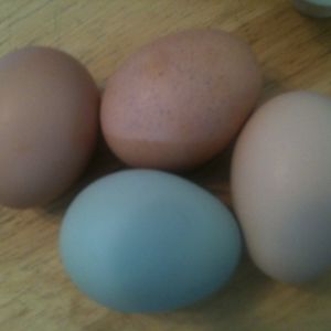 all of my chickens eggs
