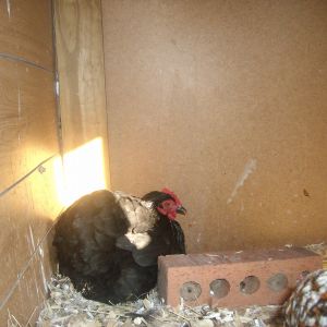 Fancy, are you laying or have you gone clucky?  ... Probably jealous her sister just hatched one.