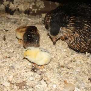 First chicks- two hatched by the mama, then others (not all in this pic, but a total of 7) boughten chicks that she cared for.