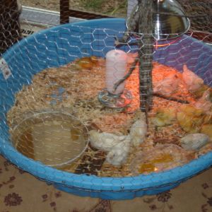 My Brood Pen...
Kiddie Pool fro Lowes ($12.00), ft chicken wire screwed to side, cut tree limb as a perch for chickens, 1qt poultry feeder, flower pot base as pond for ducks and waterer, and 250w red heater lamp mounted on the tree