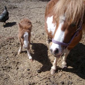 Just a few hours old.  My miniature horse, Shortcake, and her baby.