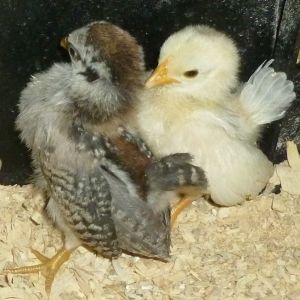 2013 Micro Chicks

Duck Wing Chick... Sire 9.7 ounce Duck Wing Roo to a Class A silkied Orange Serama Hen...

White Chick...Sire 9.7 ounce Duck Wing Roo to a Class A Mottled hen...