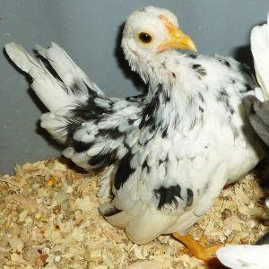 Gorgeous mottled hen, heavy on white...2012 pullet