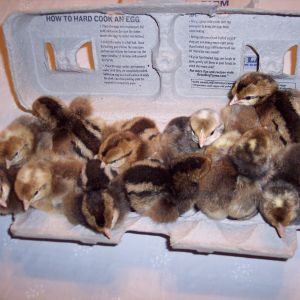Day old set of Cream Legbar chicks, 6 males and 6 females pictured.