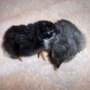 Day old chicks, black and blue