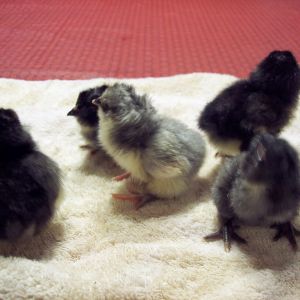 day old chicks, black and blue